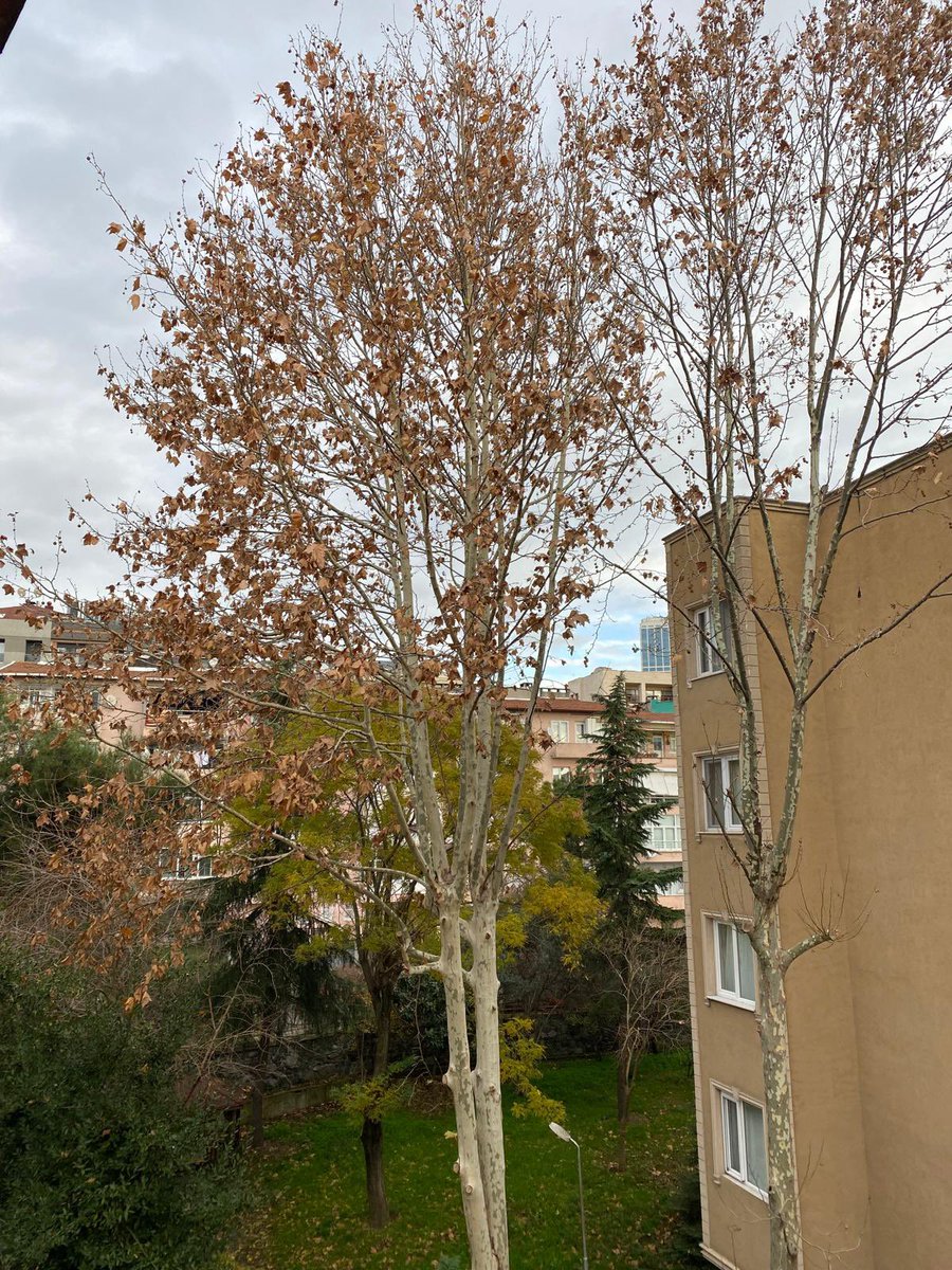 ayshe_oner's tweet photo. @sislibelediyesi kızılcık sokakta yer alan ağaç budanmadığı için 6 katlı binanın çatısının olukları sürekli yaprak doluyor ve evlerimizi çatıdan su basıyor. 3 ayda bir çıkıp çarı ve oluk temizliyoruz. Ya evinizi du basacak ya da ölüm riski ile karşı karşıyayız. Acil müdahale ltf. https://t.co/ZLwy4fRzel