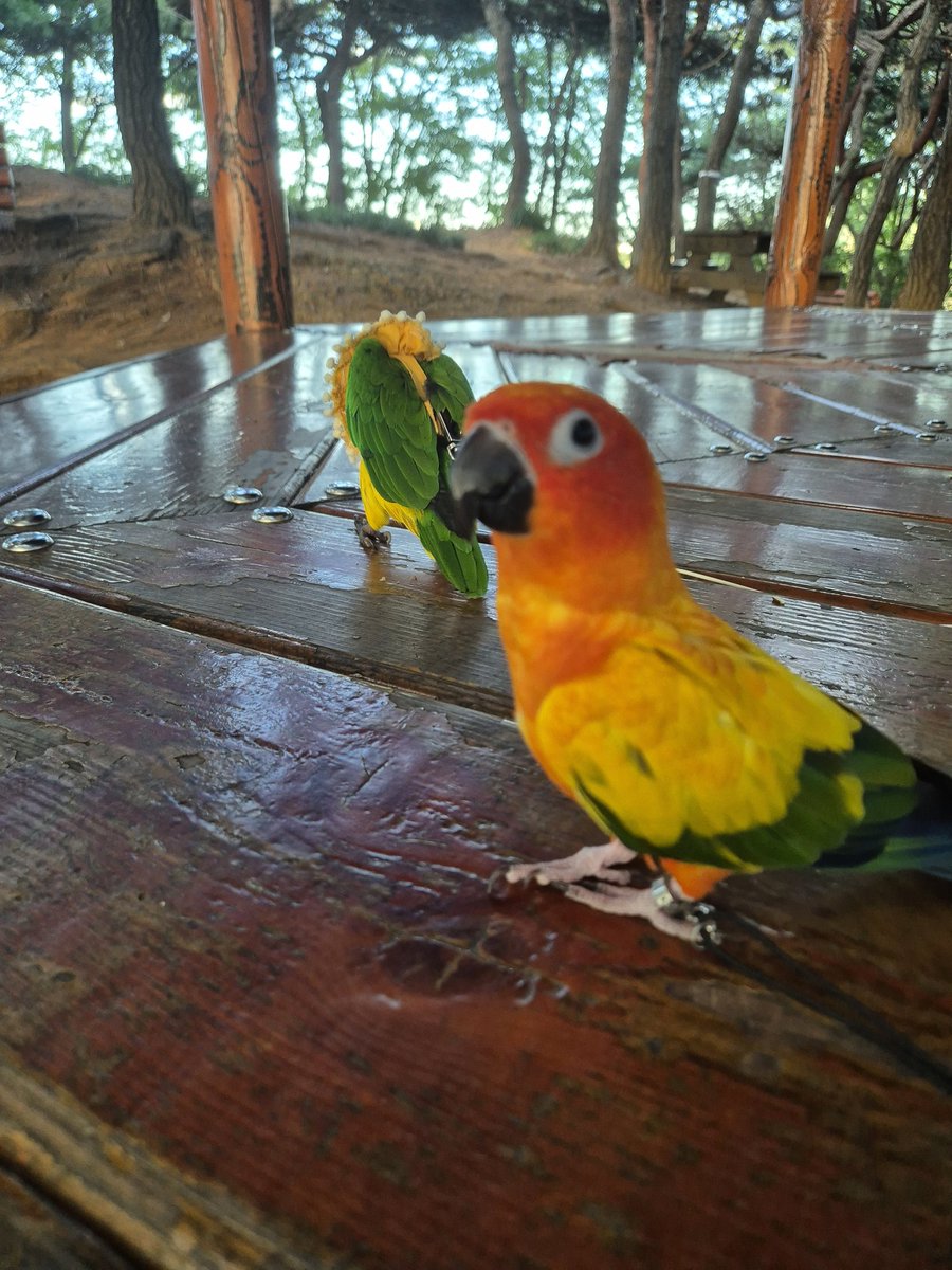 녀러분 잘 지내셨나요...?저는 열심히 현생에 치이며(파들파들) 동동무무와 건강히 잘 지내구 있습니다.🧡💛🤍💚
 다들 건강하구 행복하기...🥰