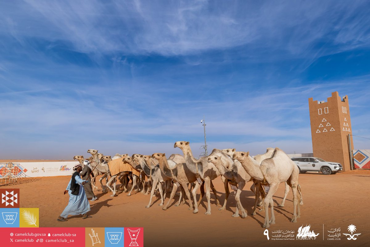CamelClub's tweet photo. 📸 | دخولها باهر 
وجهورها حاضر 🐪🔥
#مهرجان_الملك_عبدالعزيز_للإبل9 
#نادي_الإبل  | #عام_الإبل_2024 https://t.co/RkUzM8mWov