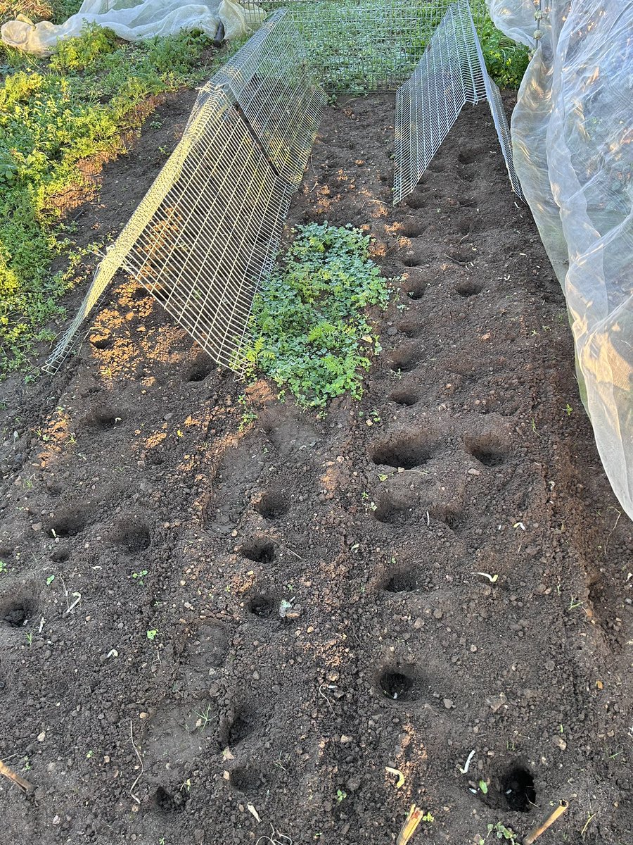 🌱Hello, I'm Mark tweet media