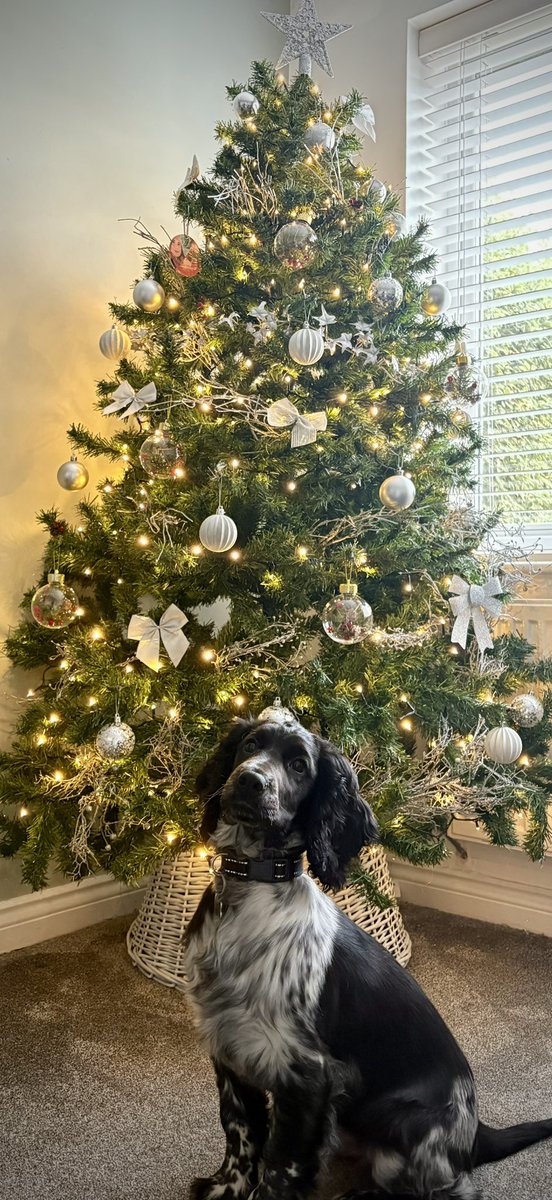 MarkColledge92's tweet image. Christmas is slightly different this year, with this hyperactive fur ball, but next Christmas will be super special 👶🏼🎄