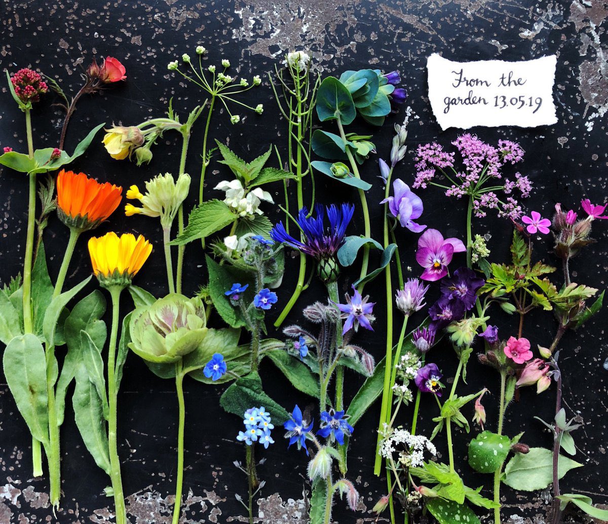 Unseasonal I know👇🏼🌿, but we recover from a source of stress 60% more quickly if we’ve looked at plant specimens beforehand. Take a 30 seconds to zoom in &amp; look at the details my photo-it really will make your brain more resilient to the tricky stuff Monday may have in store: