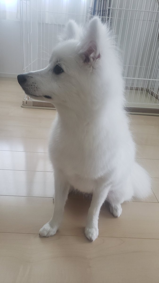 hirussyi's tweet photo. リンがいなくなって1年と114日。

皆様からの情報や拡散、本当にありがとうございます。

これからも諦めず捜索していきますのでご協力よろしくお願いします。

拡散もよろしくお願いします。

#迷子犬
#日本スピッツ
#拡散希望 
#福島県
#いわき市
#勿来町
#スピッツ https://t.co/Hi1KQpEvyt