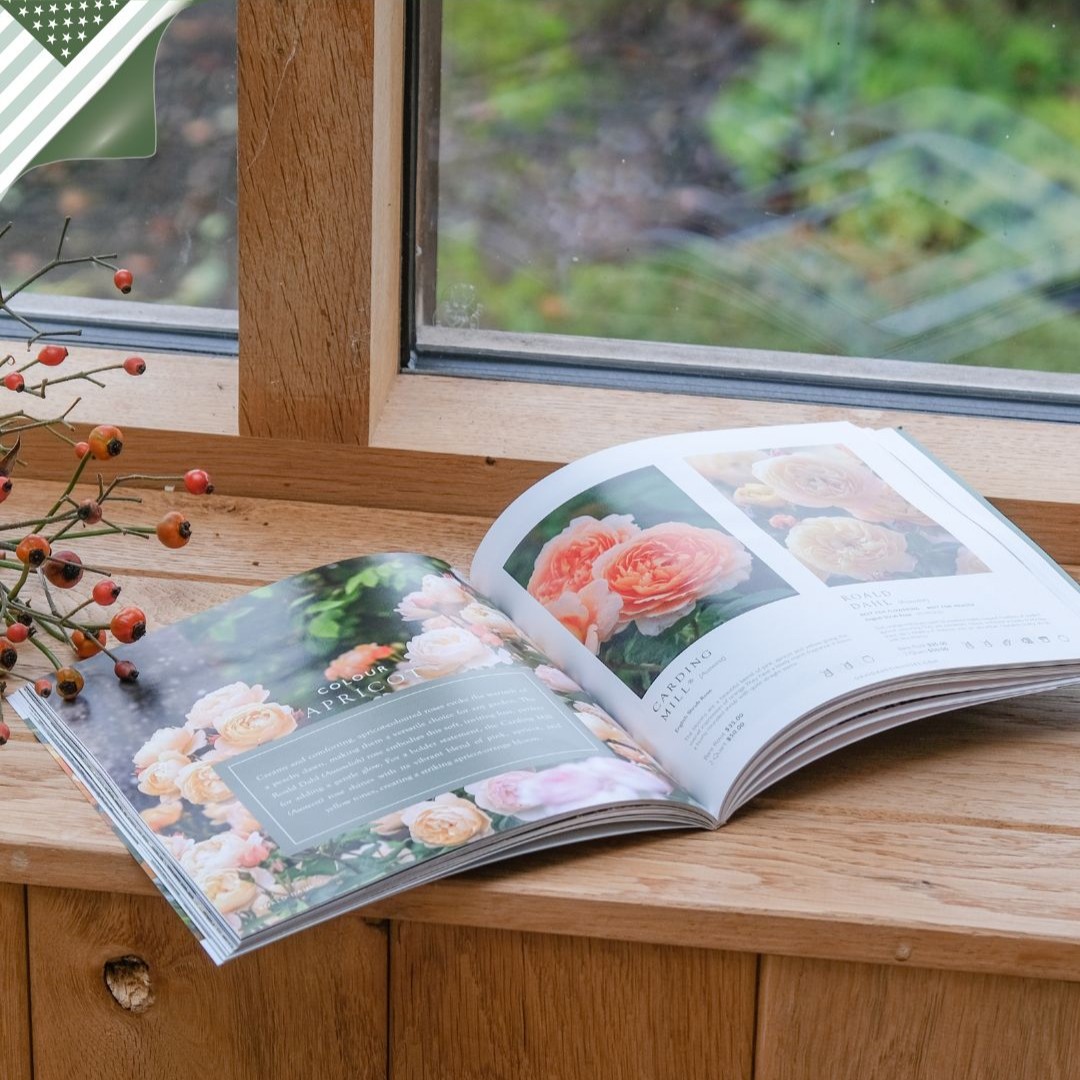 David Austin Roses (@daustinroses) on Twitter photo Our 2025 handbook of roses has begun arriving on doorsteps across the US. 🇺🇸 
Immerse yourself in the world of roses page by page, and with each turn, be transported through a journey of breathtaking blooms and enchanting gardens.
Request yours here - bit.ly/3som6Or Our 2025 handbook of roses has begun arriving on doorsteps across the US. 🇺🇸 
Immerse yourself in the world of roses page by page, and with each turn, be transported through a journey of breathtaking blooms and enchanting gardens.
Request yours here - bit.ly/3som6Or