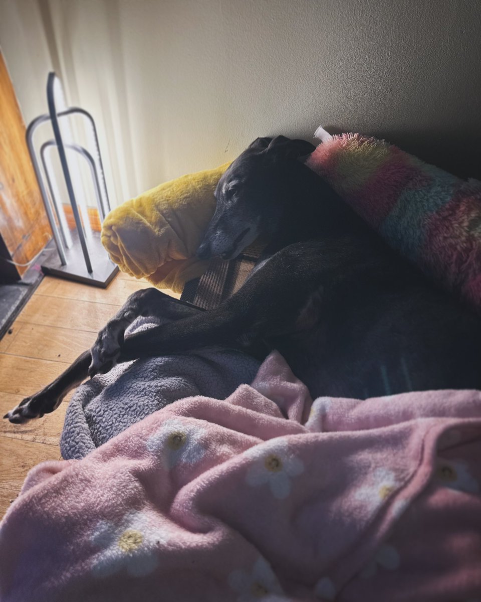 Dixie & Kylie tweet media