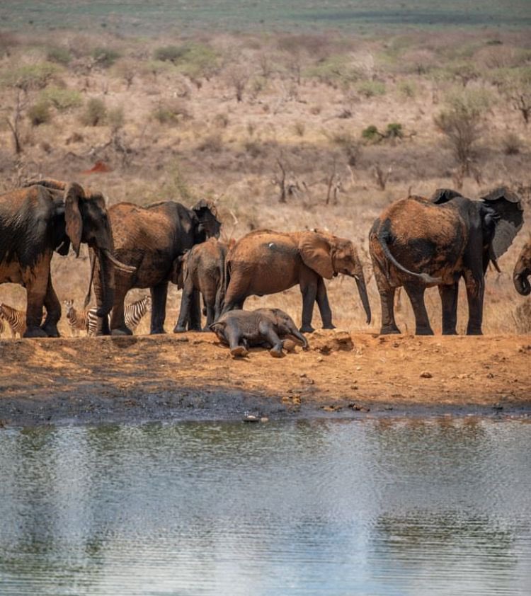 wildbreezesafrs's tweet photo. Explore Africa, the birthplace of adventure! 
Imagine mornings in Kenya, where Hildana Lodge immerses you in the wild heart of the savanna. 

It's time to create your adventure!

Why wait?
Contact us:
+256772843010 /
+256750608410
Email:
inquiries@wildbreezesafaris.com. https://t.co/5ZmcocSFpl