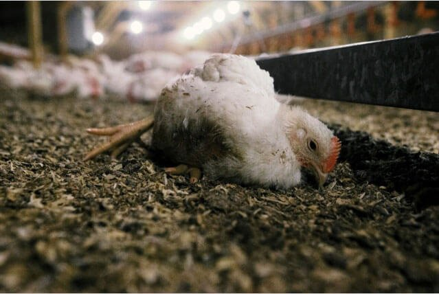 ZamukaGreenSol's tweet image. Before we release a comprehensive #thread discussing #BroilerProduction, we recommend avoiding these four common #mistakes made by some #farmers:

1. Inadequate biosecurity measures,
2. Poor ventilation,
3. Improper nutrition,
4. Insufficient disease control.