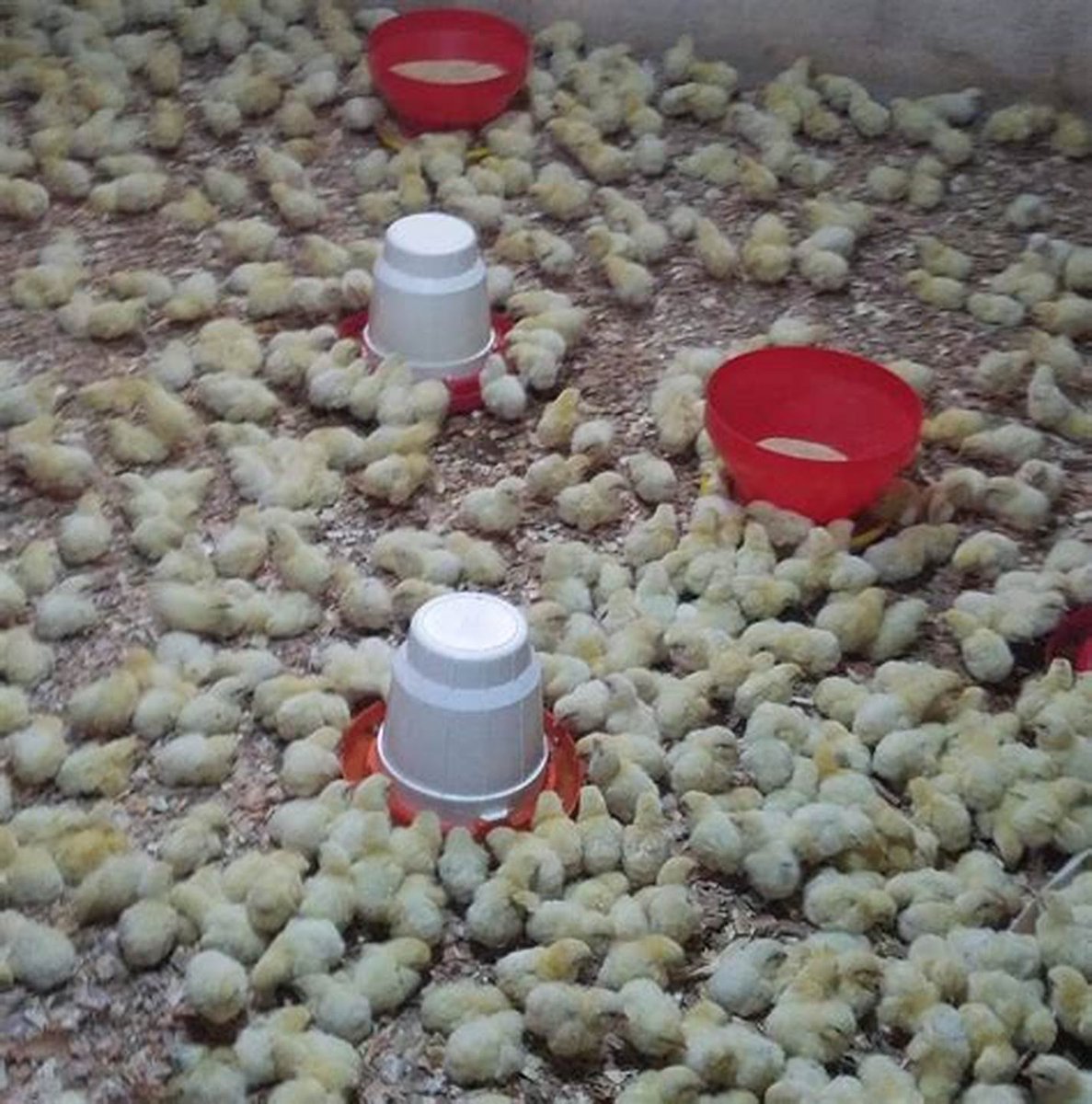 ZamukaGreenSol's tweet image. Before we release a comprehensive #thread discussing #BroilerProduction, we recommend avoiding these four common #mistakes made by some #farmers:

1. Inadequate biosecurity measures,
2. Poor ventilation,
3. Improper nutrition,
4. Insufficient disease control.