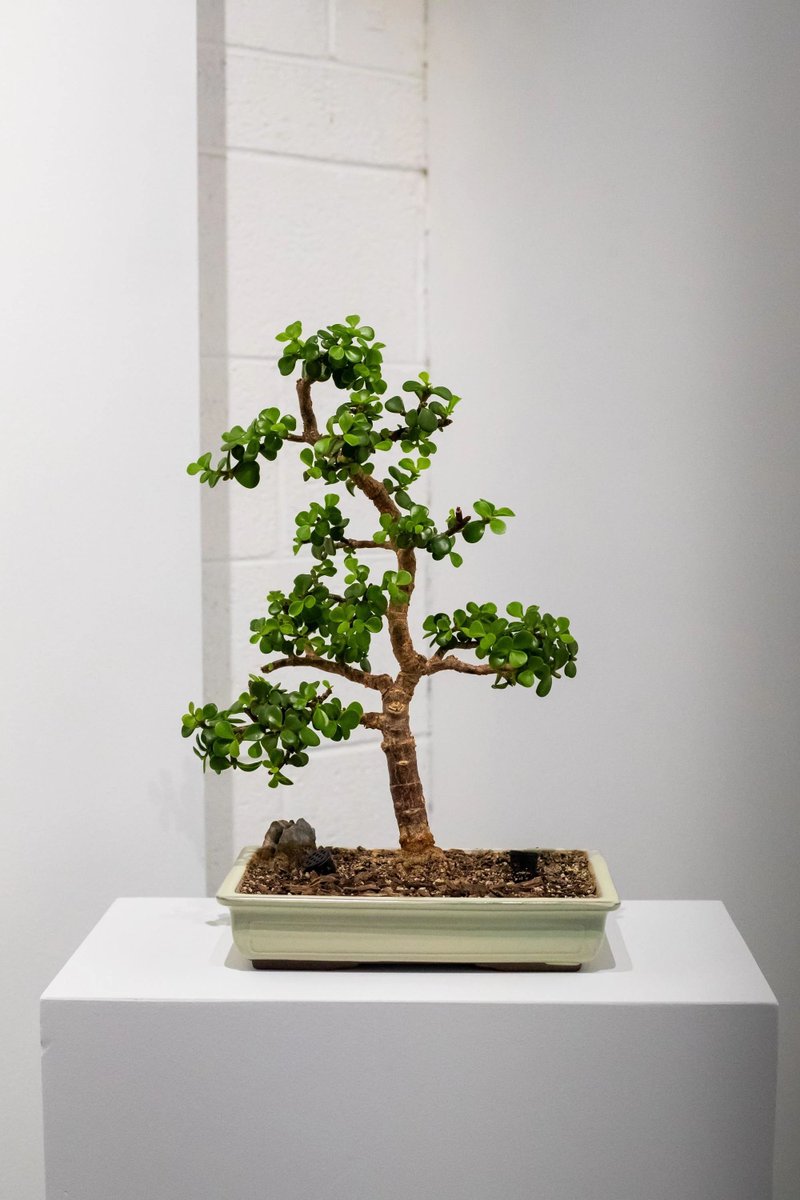 YugenBonsai's tweet photo. What a stunning Portulacaria Afra tree!
📸 ILLDESART
#Bonsai #BonsaiArt #BonsaiTreeCare #Gardening #BonsaiTechniques #TreeTrimming #RootPruning #WireTraining #YugenBonsai #BonsaiHistory #BonsaiCulture #PlantTraining #GardeningLove https://t.co/b6SVVLgUgk