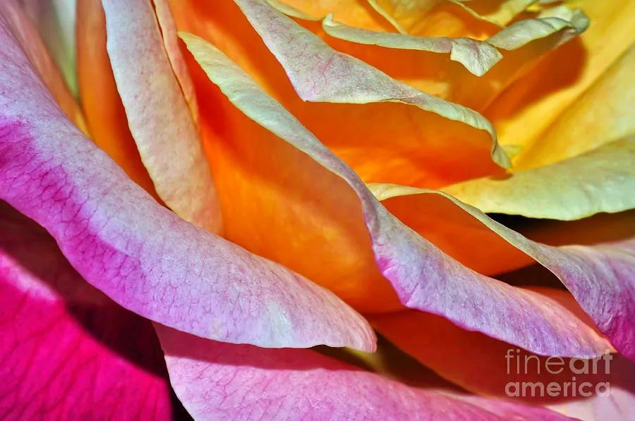 KayeMenner's tweet photo. #Tiered #Petals Print by Kaye Menner #prints #lovely #products at https://t.co/k9u6tDXvUW https://t.co/WpOuEIUzGp