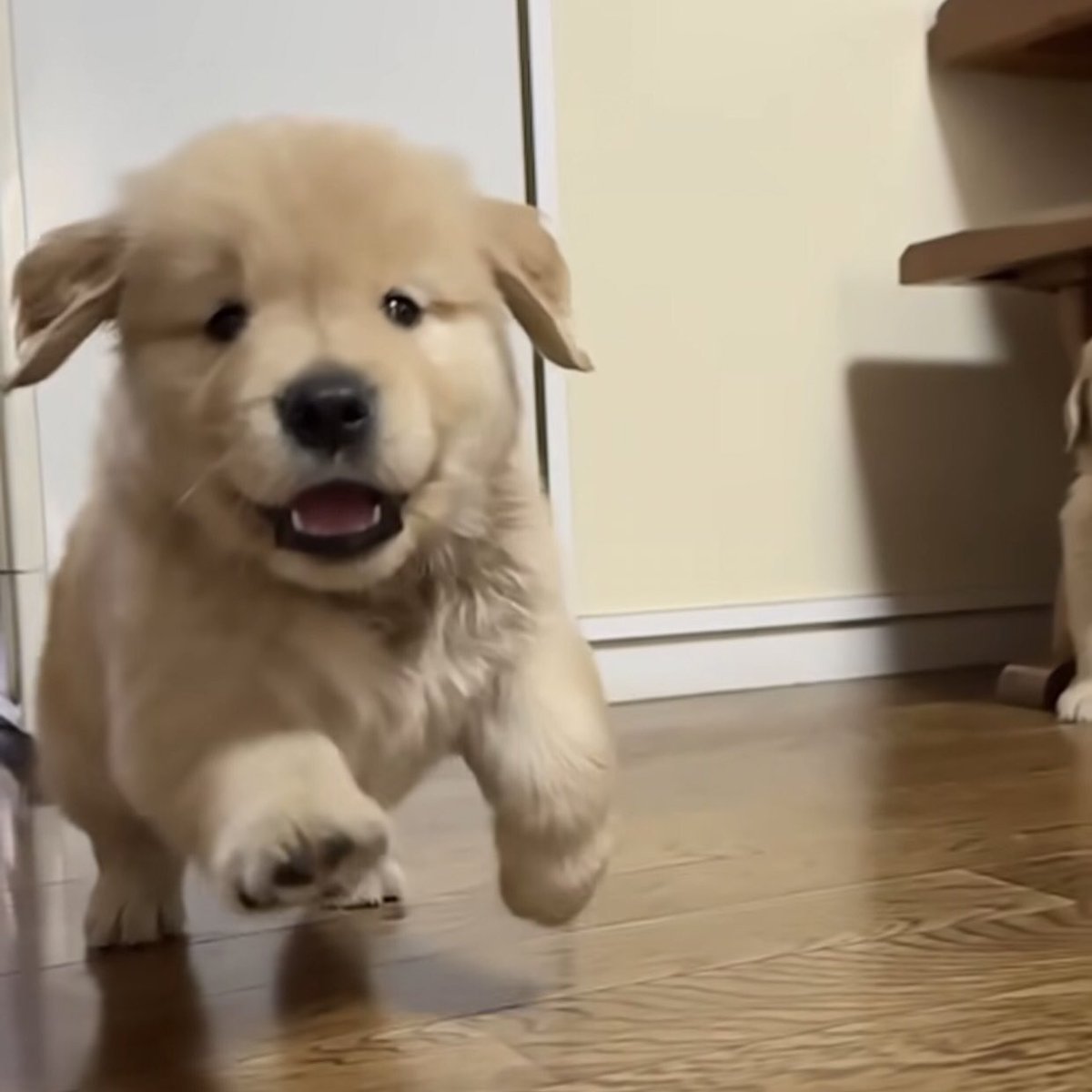 takemybear 🐶 tweet media