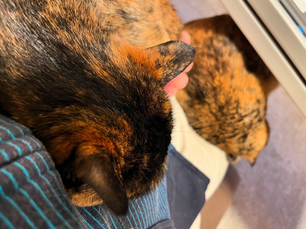 shimayu_sti's tweet photo. くっついてます。寒いので。
#catstagram #catsofinstagram #cats #tortishellcats #tortishell #猫部 #猫 #サビ猫 #にゃんすたぐらむ https://t.co/wvhfOxNjhq