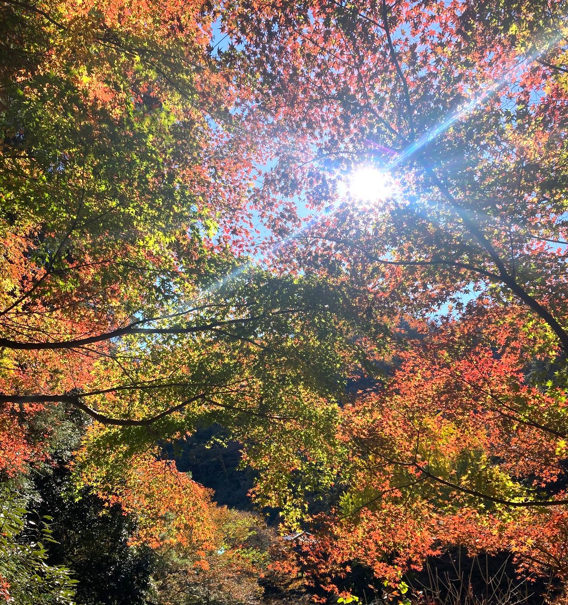 mokufusha's tweet photo. 橋谷晃・出演番組のお知らせです。
12/11(水) テレビ東京「なないろ日和！」
朝9:58～
BSテレ東でも同時放送
今回は、栃木県足利市の行道山と、あしかがフラワーパークを、荻原次晴さん、にしおかすみこさんと一緒に歩きました。
お楽しみに🙂
#行道山 #天空テラス #銀釜 #あしかがフラワーパーク https://t.co/BZAlrTE05P