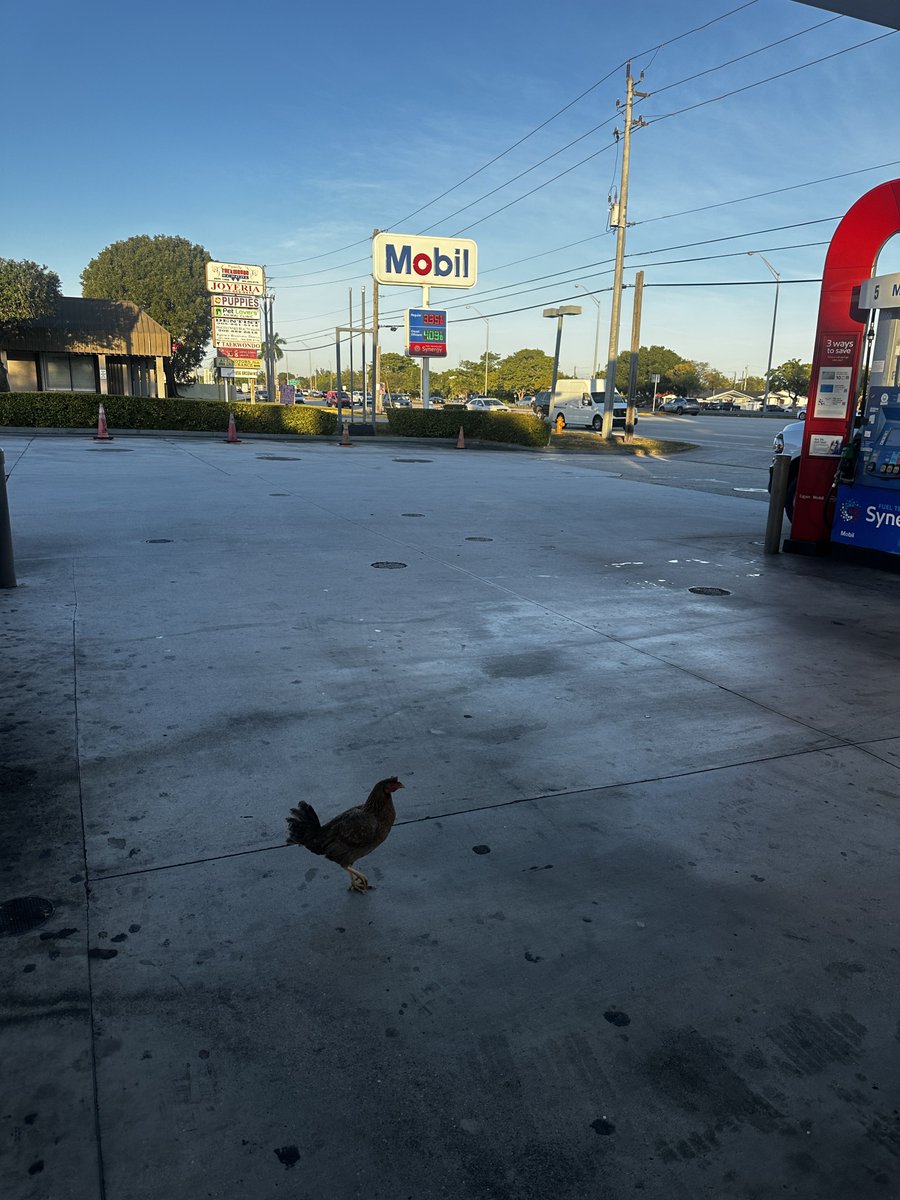 Remy Dou tweet media