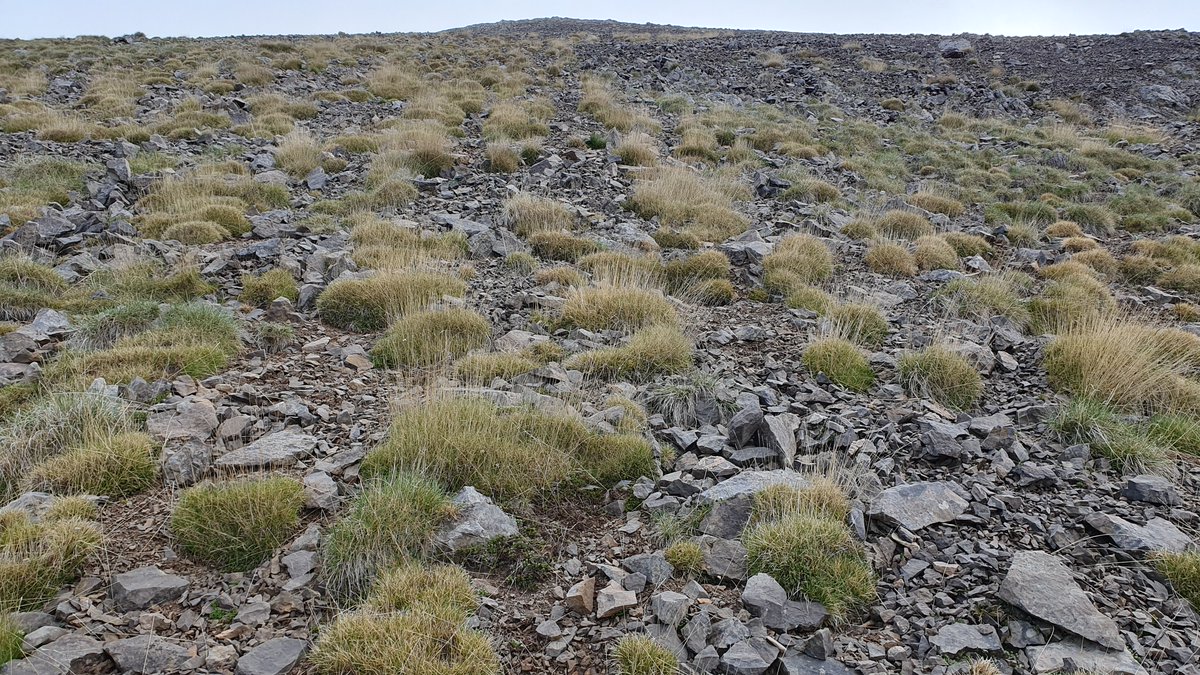 💮 Descoberta al #PNCadíMoixeró una nova espècie de planta.
El seu nom científic és Noccaea cadinensis, i l’únic lloc del món on es coneix  fins ara és un punt de l’oest de la serra del Cadí. Es tracta per tant d’un endemisme 👇. 
territori.gencat.cat/ca/inici/nota-…
