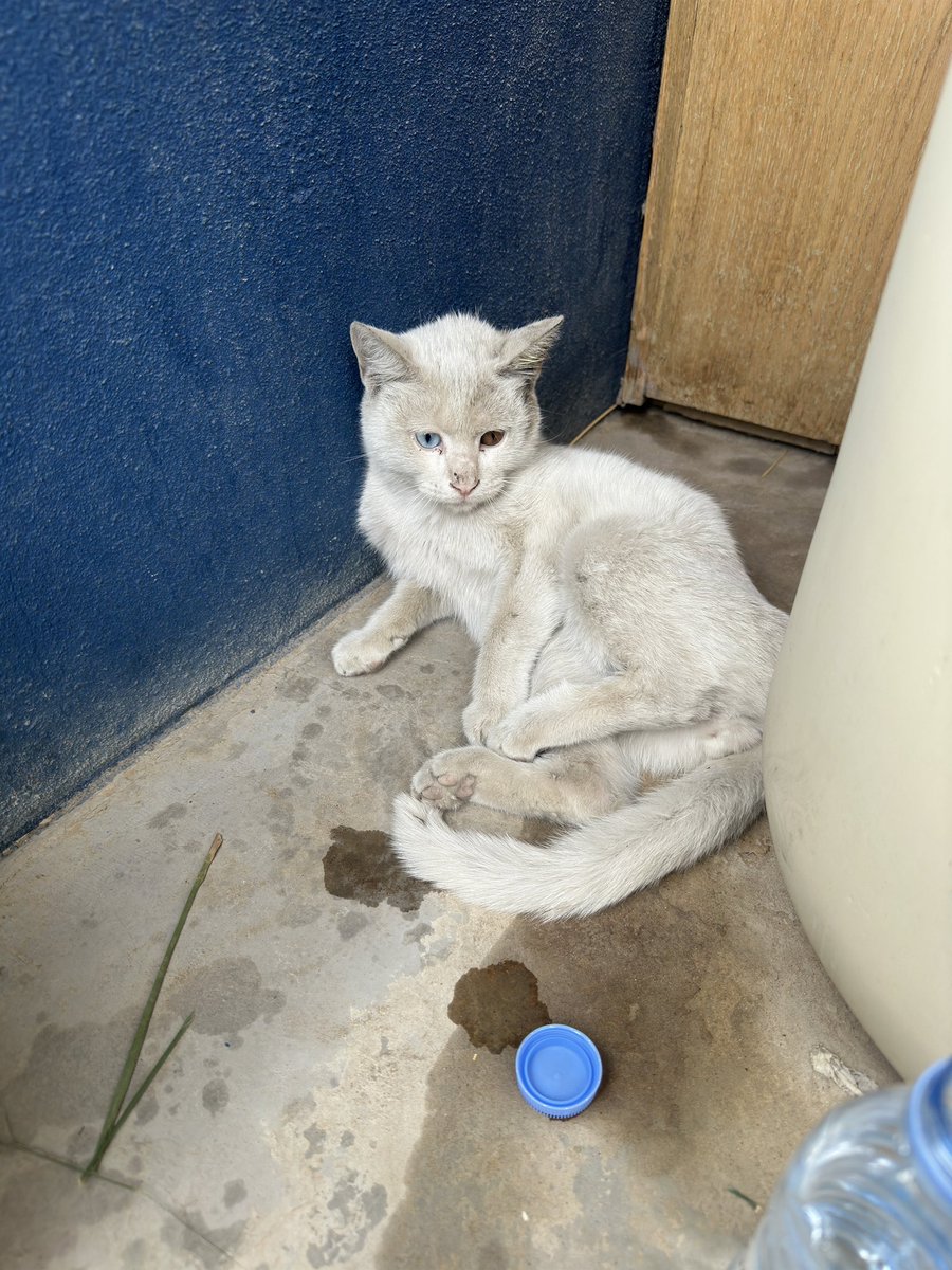 الرياض 

قط تعبان في peaks حي التعاون القط توقعي انه مشلول ممكن او تعبان مره أنا ما اعرف اتصرف مع الحالاات هذي