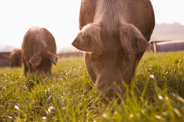 British bangers back on the menu.

The Government has secured £80 million boost for UK farmers as pork producers can now export to China.

Find out more: gov.uk/government/new…