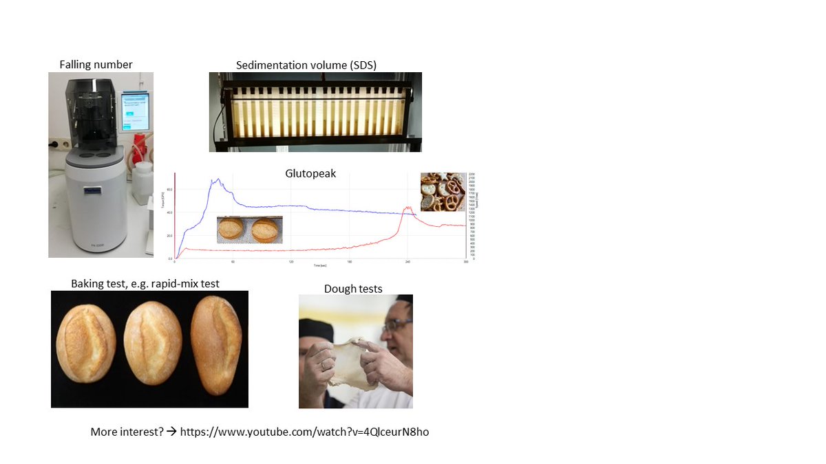 #Betterwheat results 2: Loaf volume from rapid-mix-test correlated most strongly (r = 0.7) with protein content and Extensograph, followed by SDS, Glutograph and Glutopeak. Methods describing starch quality (falling, RVA, amylase activity) did not correlate with loaf volume.