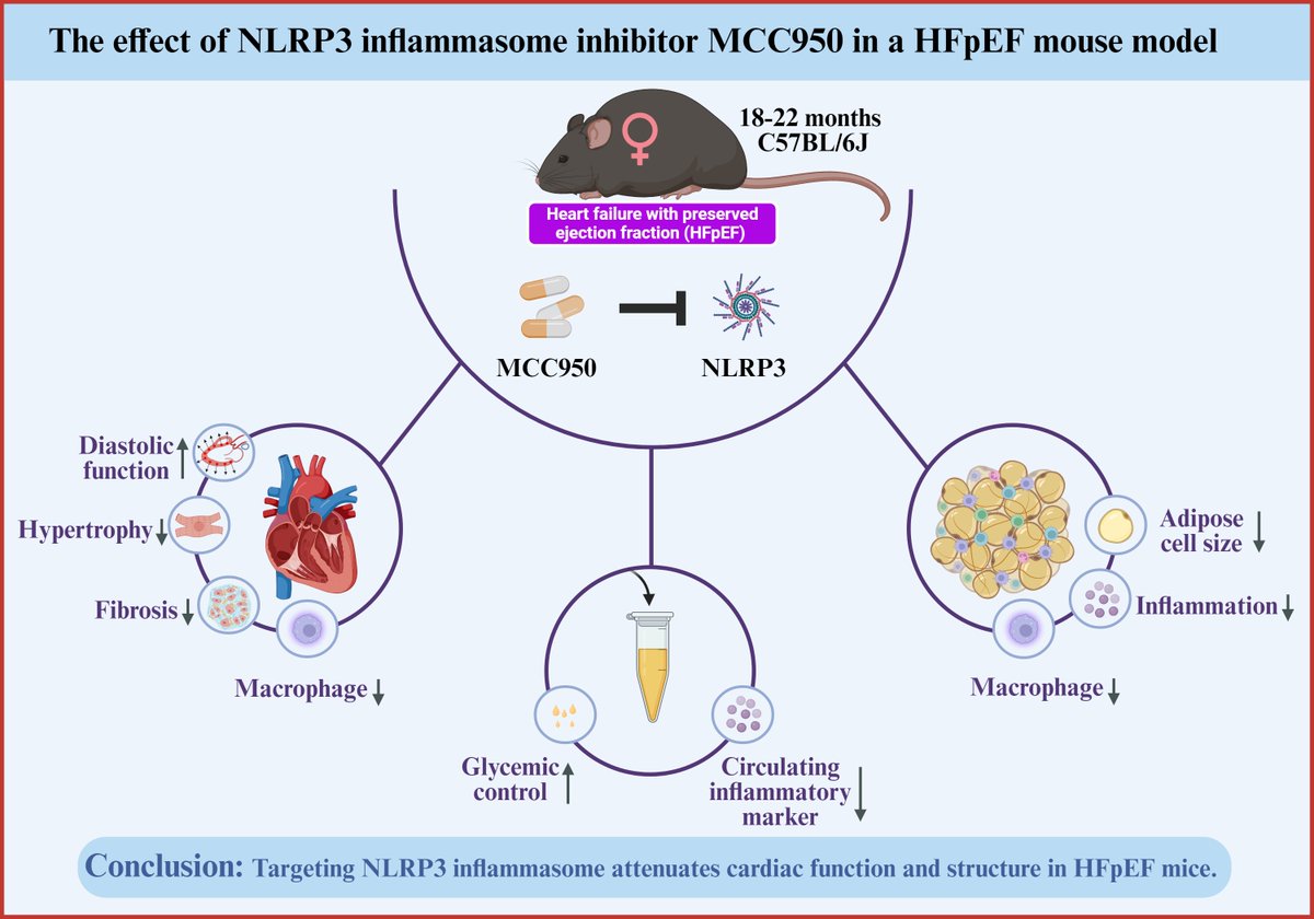 New Research Alert! Sunhuo Li, Laura Meems, et al. show that MCC950 (an NLRP3 inflammasome inhibitor) improves cardiac function in HFpEF mice acting on LV hypertrophy, fibrosis and inflammation. 10.1016/j.biopha.2024.117711
