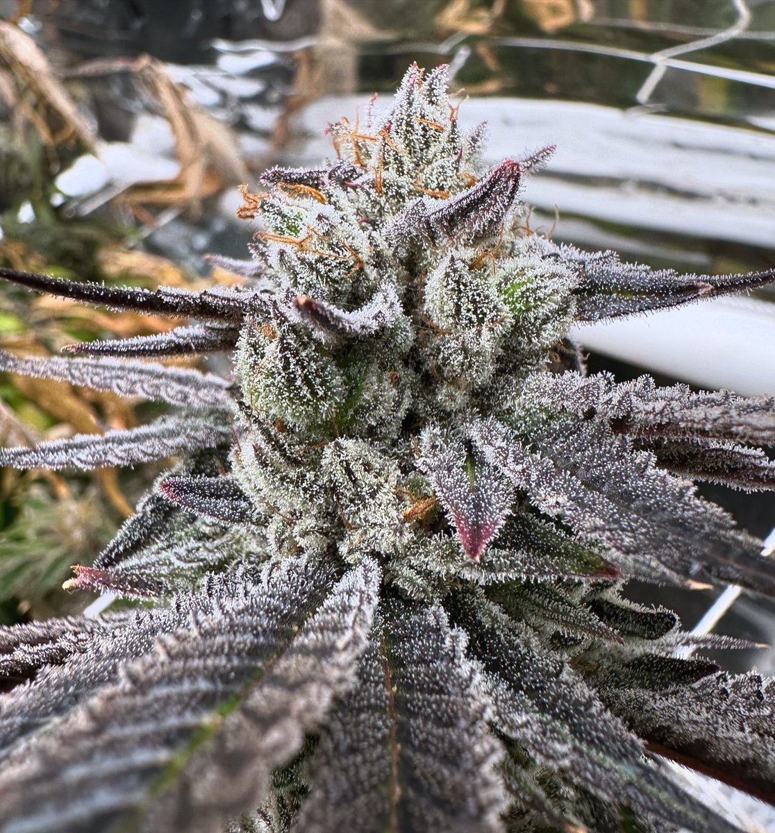 American tricho🇺🇸🤪