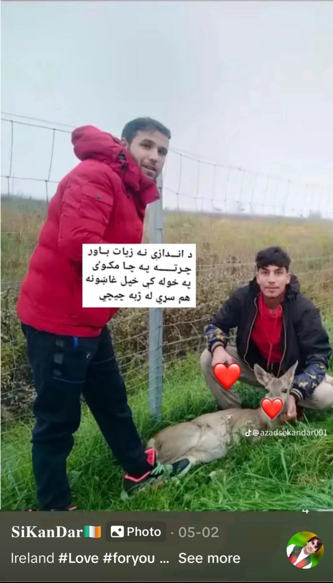 Asylum seekers from Afghanistan are killing Irish deer 🤬