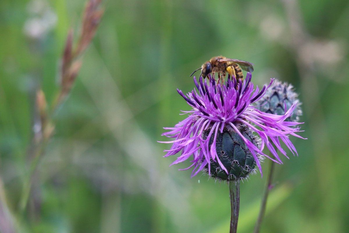Groß, alt und sonnig: Diese Art von Steinbrüchen ist bei #Wildbienen besonders beliebt. Das hat ein Forschungsteam unserer Uni, dem <a href="/Thuenen_aktuell/">Thünen-Institut</a> Institut in Braunschweig und dem <a href="/NABU_de/">NABU 🦤</a> in Rhede herausgefunden: s.gwdg.de/RP3Oy9, doi.org/nwf4

#Naturschutz