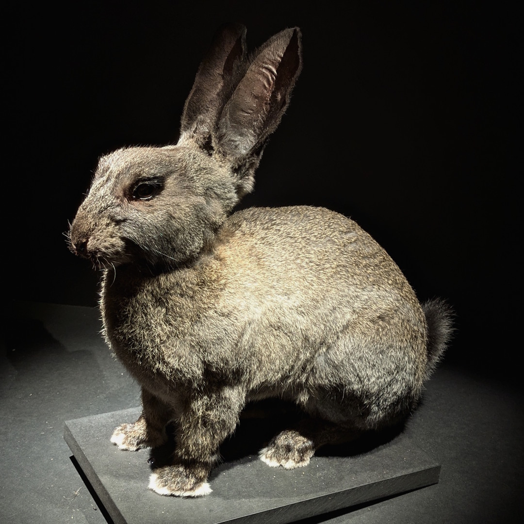 Manche Arten sind in ihrer Heimat bedroht, anderswo invasiv.🐰🌍Das #Wildkaninchen: in Europa gefährdet, in Australien eine Plage. Naturschutz-Paradoxon: Fremde Arten retten oder heimische #Artenvielfalt schützen?

👉artensterben.de/naturschutz-pa…

#Artenschutz #InvasiveArten