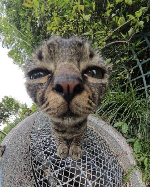 translated cats tweet media