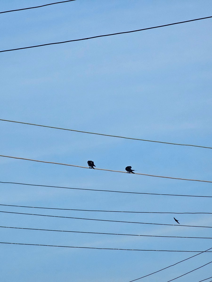 two birds on a wire reference