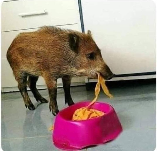 GeW8j7AWYAA0s8k?format=jpg&name=small