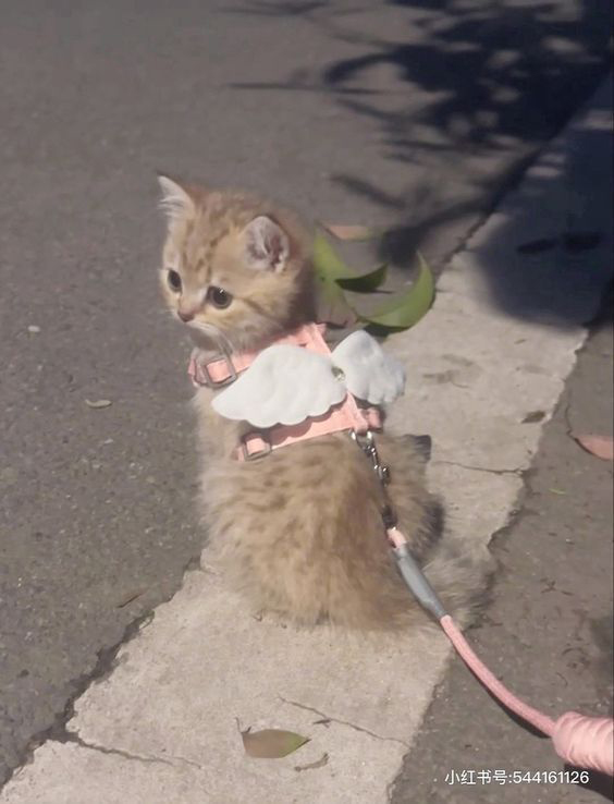 GENTLECAT (@gentleeeeeeecat) on Twitter photo 