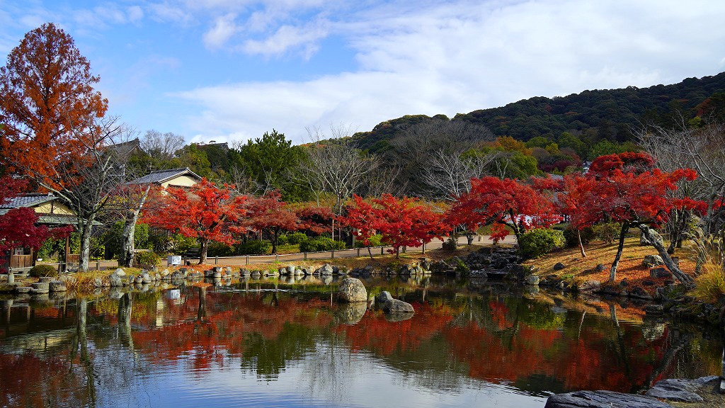 SwRbw's tweet photo. フラッと円山公園から南禅寺経由で真如堂まで散策
まるで11月下旬かのような色づき具合🍁

#京都　#紅葉2024 https://t.co/fQNP2W7dQh