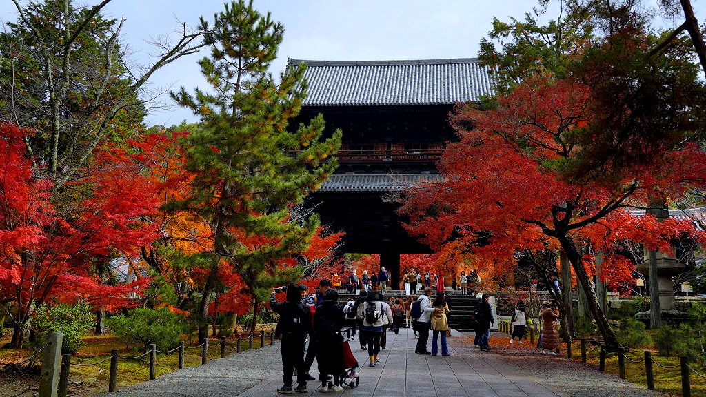 SwRbw's tweet photo. フラッと円山公園から南禅寺経由で真如堂まで散策
まるで11月下旬かのような色づき具合🍁

#京都　#紅葉2024 https://t.co/fQNP2W7dQh