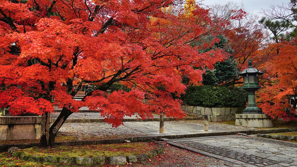 SwRbw's tweet photo. フラッと円山公園から南禅寺経由で真如堂まで散策
まるで11月下旬かのような色づき具合🍁

#京都　#紅葉2024 https://t.co/fQNP2W7dQh