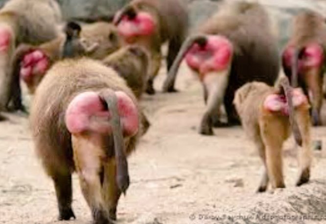 Alle13172829's tweet photo. @gigipodda Ufff basta che nausea, sti
#culirotti https://t.co/iTw0aeuNsj