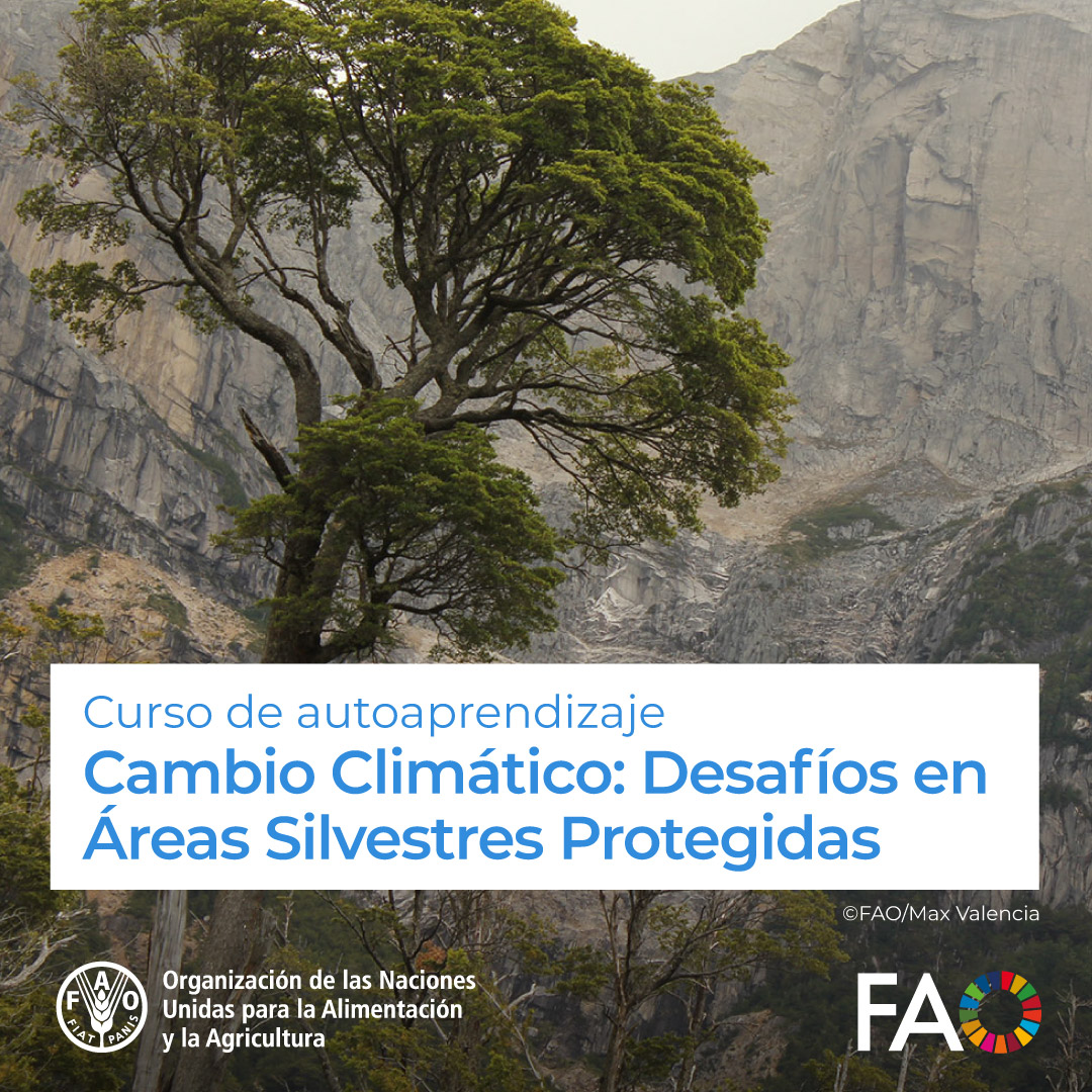 🎓 Curso gratuito en <a href="/FAOCampus/">FAO Campus - America Latina y el Caribe</a> 

Cambio Climático: Desafíos en Áreas Silvestres Protegidas 🌎

El curso nos invita a reconocer los elementos clave a nivel teórico y práctico vinculados con el cambio climático

¡Matricúlate! ➡️ s.mtrbio.com/awjhahxgkl