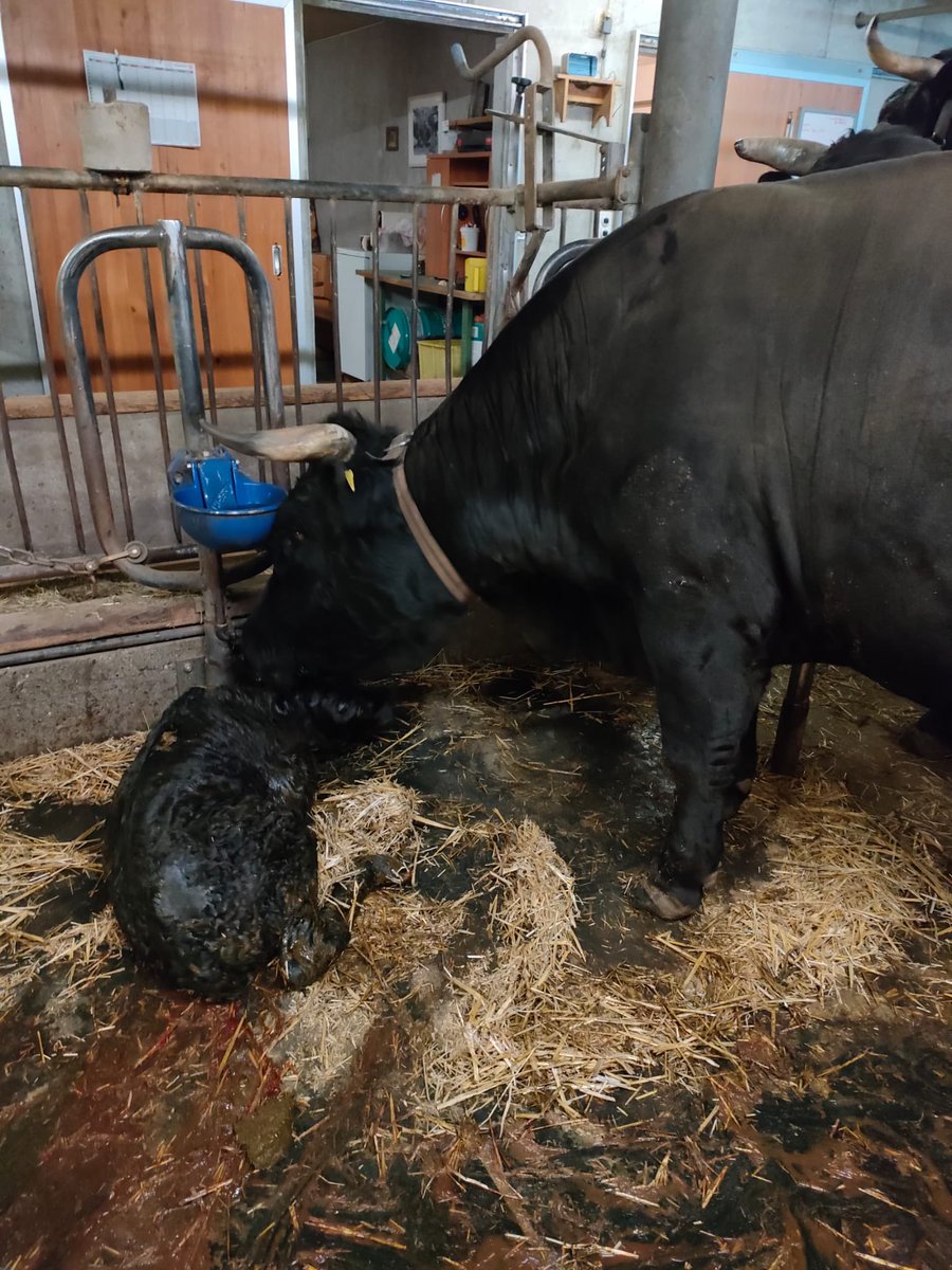 Swiss_Cathy's tweet photo. Il est arrivé pile à l’heure au rdv. 😁#Bacchanale a le grand plaisir de vous présenter son fils #Beauregard, né ce matin du 9 décembre 2024. Le vêlage s’est bien passé la jeune dame et le veau se portent bien. 🐮🍼🐮🥰  

#maReine #monPrince #vache #hérens #ceciestunehérens https://t.co/dbsiiiEJ0K