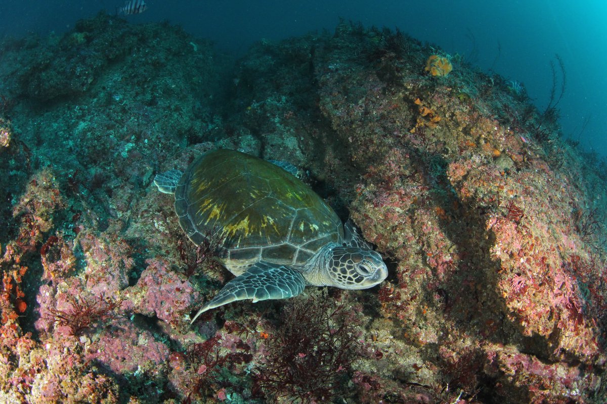TMaharo's tweet photo. DUCK DIVE
海ブログ更新↓
2024.12.09
千葉の海　勝浦鵜原
ビーチ・ボート
https://t.co/ovFPA77kvr
ーーーーーーーーーーー
ホームページ↓
https://t.co/F6Hytm8w6l
ーーーーーーーーーーーー
【千葉】【勝浦】【館山】
スキューバ　ダイビング
DUCKDIVE　DIVINGSHOP
ーーーーーーーーーーーー https://t.co/xELpUHEL7D