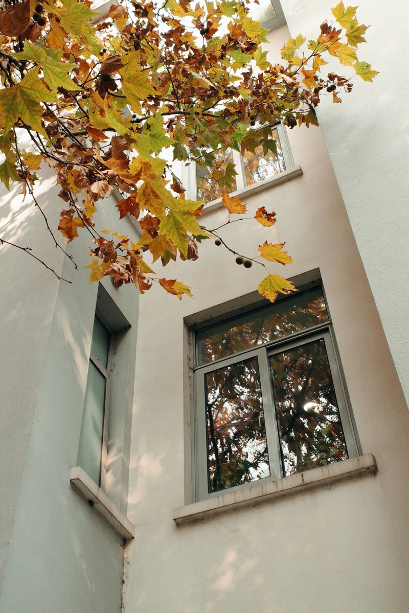 Step inside #Fudan's architectures, and you'll find every window tells a story of the season's transformation.  Look through the eyes of these windows, you'll see the ginkgo trees, their leaves seem to light up the campus with each passing breeze.