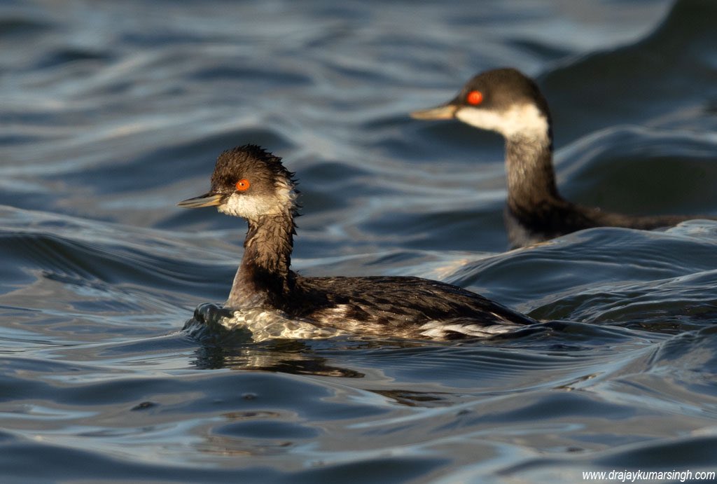 Draksphotos's tweet photo. Black-necked grebe, Bahrain. #BlackNeckedGrebe #earedgrebe #grebe #Wildlife #Bahrain https://t.co/0ydqnvmo15