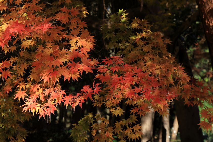 k_k6d's tweet photo. 12月7日に栃木県真岡市にある井頭公園へ紅葉を撮影しました。横位置の写真を2枚Uｐします。
EOS6DMark2で撮影。
#紅葉
#風景
#ネイチャー
#EOS6DMark2 https://t.co/XvC1nGZNN1