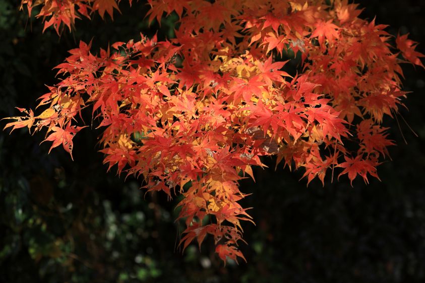 k_k6d's tweet photo. 12月7日に栃木県真岡市にある井頭公園へ紅葉を撮影しました。横位置の写真を2枚Uｐします。
EOS6DMark2で撮影。
#紅葉
#風景
#ネイチャー
#EOS6DMark2 https://t.co/XvC1nGZNN1