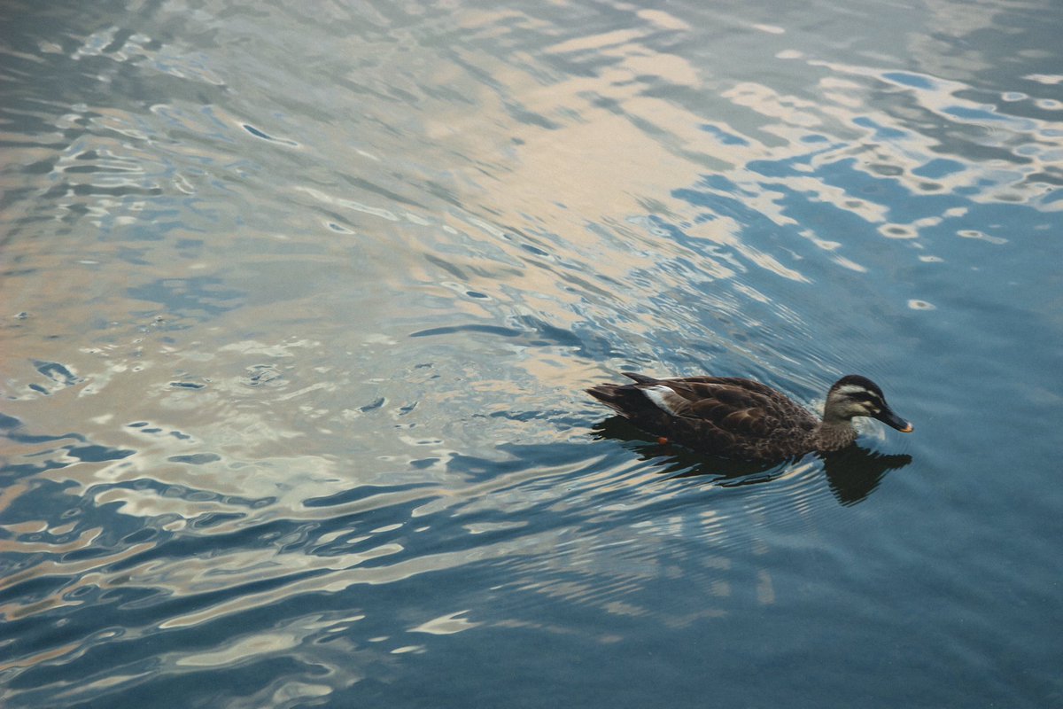 masudasm2's tweet photo. 1枚目は友達に撮ってもらった写真だけど過去1お気に入り
また湖行って写真撮りたいなぁ https://t.co/FHwR2aUoX7