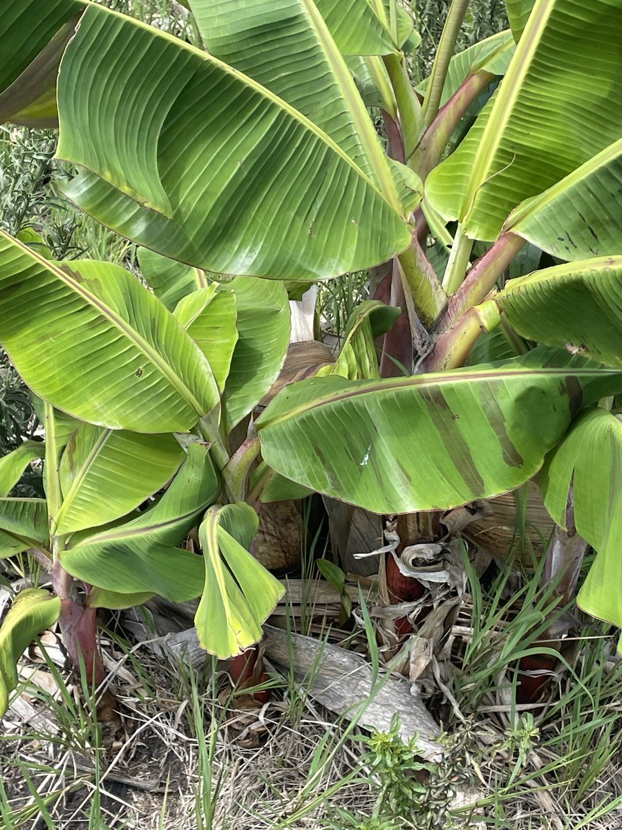 Izzy Farms (@kulinjif) on Twitter photo We have #plantain #suckers for sale @K1500 each in #Lilongwe We have #plantain #suckers for sale @K1500 each in #Lilongwe