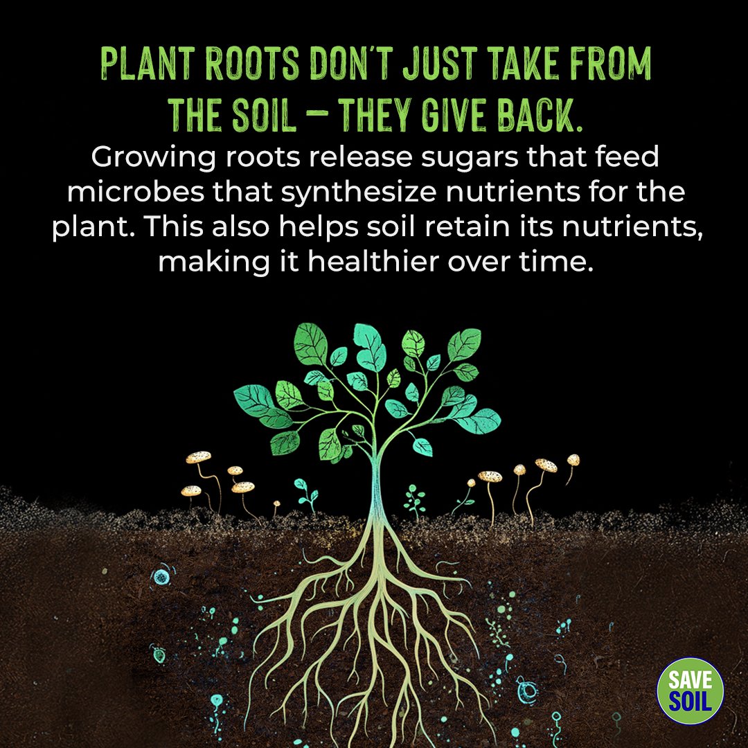 cpsavesoil's tweet photo. Far from being mere nutrient thieves, roots are active participants in a complex ecosystem. As they grow, roots exude a variety of organic compounds, including sugars, which serve as a feast for soil microorganisms. 

These well-fed microbes, in turn, become nature's chemists, synthesizing and making available essential nutrients that the plant needs to thrive. 

#SaveSoil #COP16 #SaveSoilSecureFuture #COP16Riyadh
