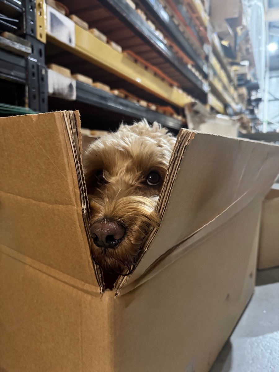 Arthur decided to lend a paw in the warehouse, making sure all the packages are perfectly packed for our wonderful customers.
Spreading holiday cheer one box at a time! 🐶📦 
Who needs elves when you've got this adorable helper? 😄

#WarehouseHelper #HolidayCheer  
#ArthurTheDog