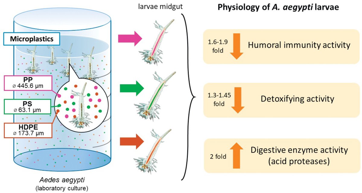 Physiological Entomology (@physiol_ent) on Twitter photo Our latest publication addresses the effects of #microplastics on the physiology of living organisms in a new study on laboratory reared bloodsucking mosquitoes Aedes aegypti L.🦟
doi.org/10.1111/phen.1…
<a href="/WileyEcolEvol/">Wiley Ecology & Evolution</a> <a href="/RoyEntSoc/">Royal Entomological Society</a> Our latest publication addresses the effects of #microplastics on the physiology of living organisms in a new study on laboratory reared bloodsucking mosquitoes Aedes aegypti L.🦟
doi.org/10.1111/phen.1…
<a href="/WileyEcolEvol/">Wiley Ecology & Evolution</a> <a href="/RoyEntSoc/">Royal Entomological Society</a>