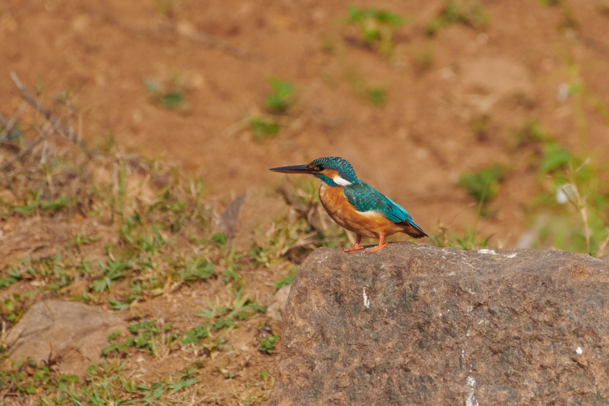 bownaankamal's tweet photo. Indian Wildlife
1) Baya Weaver | Lake Kondangi
2) Common kingfisher | Lake Kondangi
3) Erthesina sp | Yercaud
4) Gaur | Bandipur
#wildlife #nikon #yesbbcearth #santuaryarsia #wildlifephotography #natgeo #natgeowild #indianwildlife #mynikonstory #BBCWildlifePOTD #teamnikon https://t.co/MNPNqiyxZd