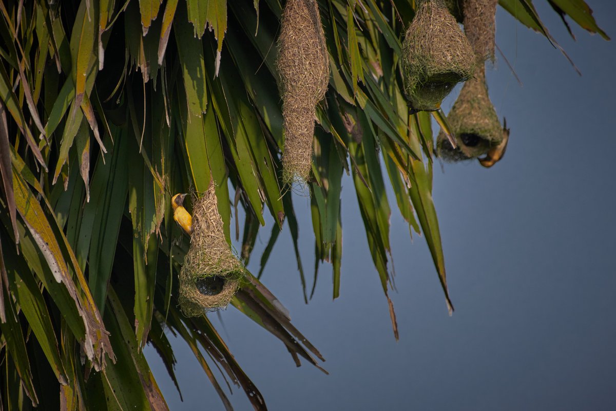 bownaankamal's tweet photo. Indian Wildlife
1) Baya Weaver | Lake Kondangi
2) Common kingfisher | Lake Kondangi
3) Erthesina sp | Yercaud
4) Gaur | Bandipur
#wildlife #nikon #yesbbcearth #santuaryarsia #wildlifephotography #natgeo #natgeowild #indianwildlife #mynikonstory #BBCWildlifePOTD #teamnikon https://t.co/MNPNqiyxZd