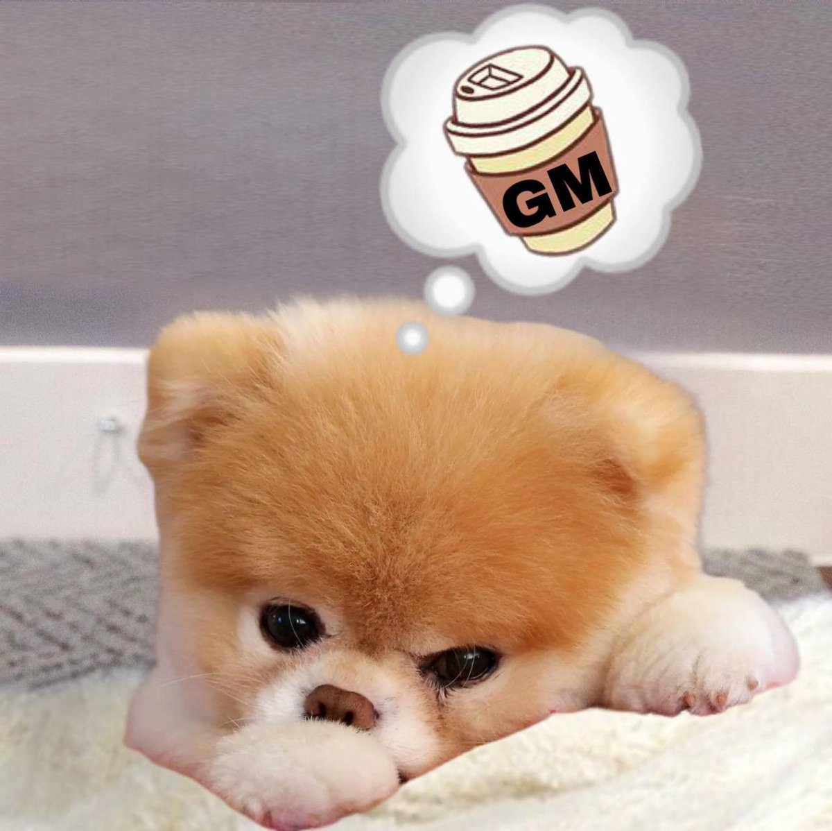 boo_trc20's tweet photo. GM 🐶

@justinsuntron @trondao @sunpumpmeme https://t.co/L7RTBl1xRh